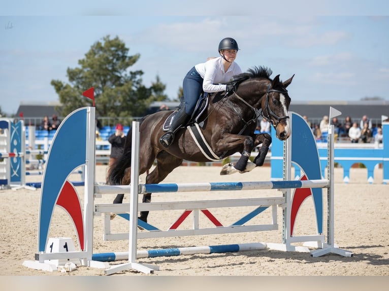 Polish Halfbred Gelding 9 years 16,2 hh Smoky-Black in Stargard