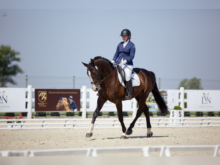 Polish Halfbred Gelding 9 years 16,2 hh Smoky-Black in Stargard