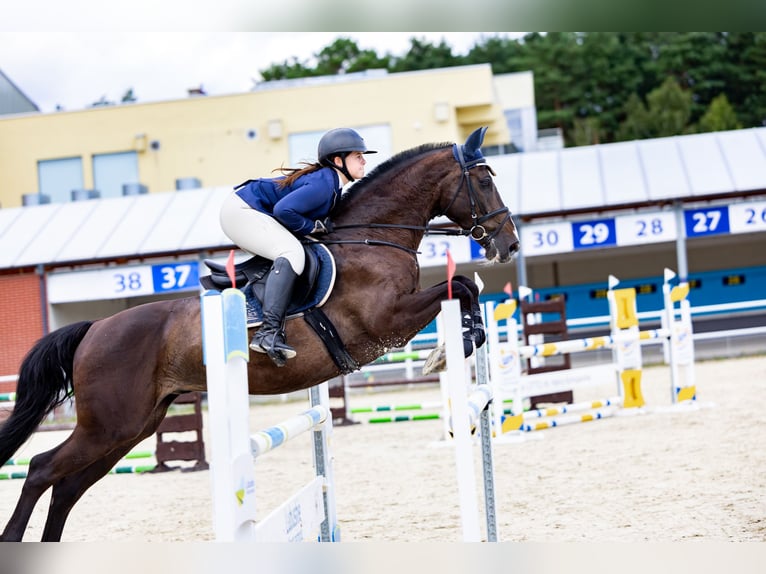 Polish Halfbred Gelding 9 years 16,2 hh Smoky-Black in Stargard