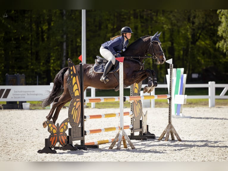 Polish Halfbred Gelding 9 years 16,2 hh Smoky-Black in Stargard