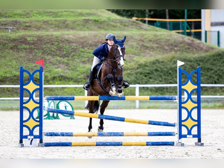 Polish Halfbred Gelding 9 years 16,2 hh Smoky-Black in Stargard