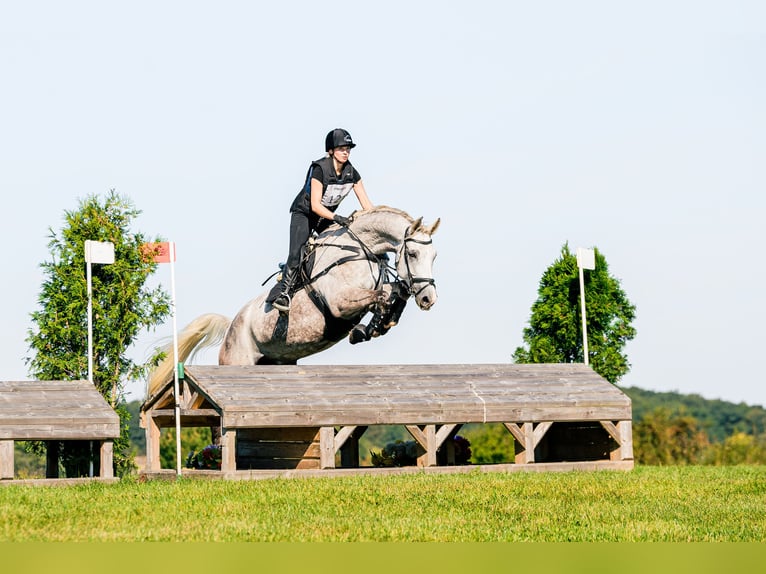 Polish Halfbred Gelding 9 years 17,2 hh Gray-Dapple in Jerzmanowice