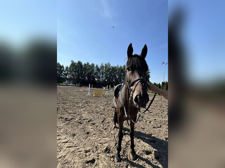 Polish Halfbred Gelding 9 years 17 hh Brown in Konin