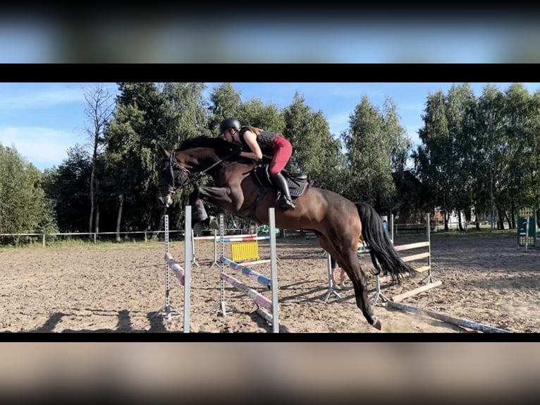 Polish Halfbred Gelding 9 years 17 hh Brown in Konin