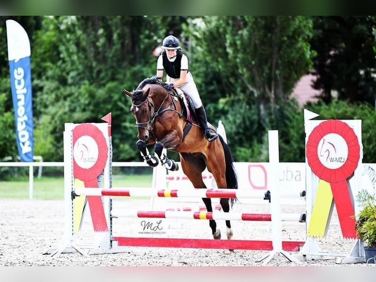 Polish Halfbred Gelding 9 years 17 hh Brown in Nowy Janków