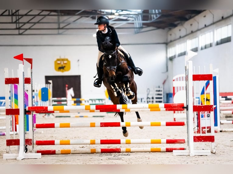 Polish Halfbred Gelding 9 years 17 hh Brown in Nowy Janków