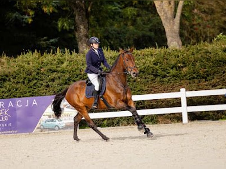 Polish Halfbred Gelding 9 years 17,1 hh Bay in Łoźnica