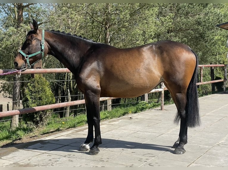 Polish Halfbred Mare 10 years 15,2 hh Brown in Ska&#x142;a