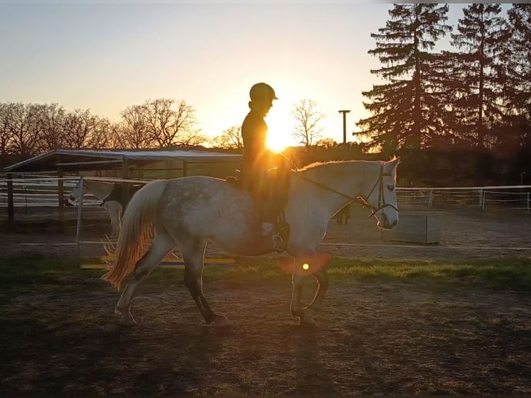 Polish Halfbred Mare 10 years 15.2 hh Grey-Dapple in Nahrendorf