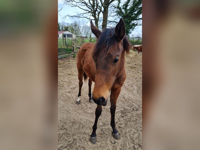 Polish Halfbred Mare 10 years 15,1 hh Brown in Hamm