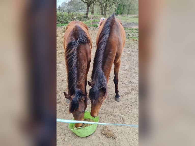 Polish Halfbred Mare 10 years 15,1 hh Brown in Hamm
