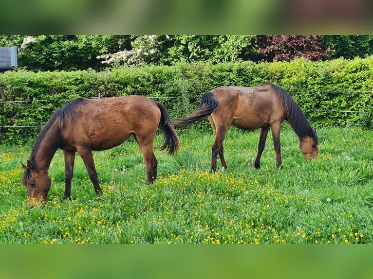 Polish Halfbred Mare 10 years 15,1 hh Brown in Hamm