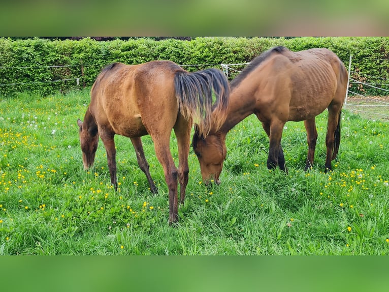 Polish Halfbred Mare 10 years 15,1 hh Brown in Hamm