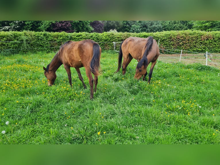 Polish Halfbred Mare 10 years 15,1 hh Brown in Hamm