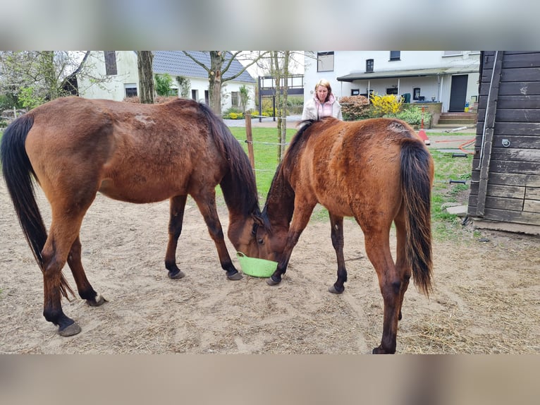 Polish Halfbred Mare 10 years 15,1 hh Brown in Hamm