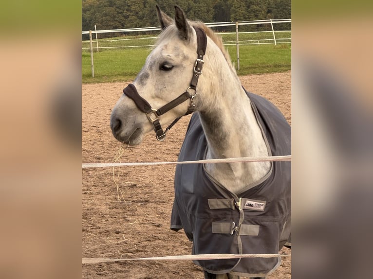 Polish Halfbred Mare 10 years 15,2 hh Grey-Dapple in NahrendorfNahrendorf