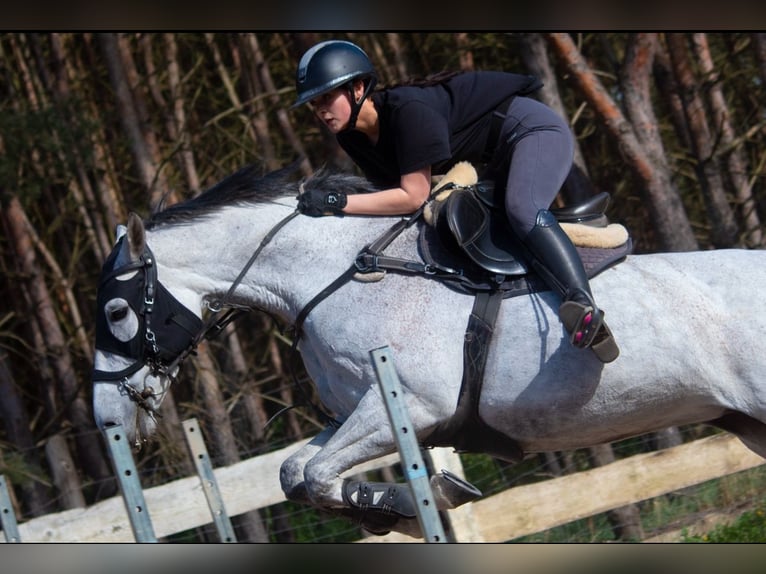 Polish Halfbred Mare 10 years 15,3 hh Grey in Szczecin