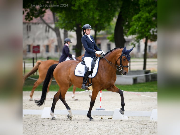 Polish Halfbred Mare 10 years 16.1 hh Brown in Brzyków