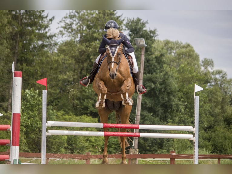 Polish Halfbred Mare 10 years 16,1 hh Chestnut-Red in Frombork