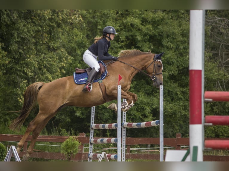 Polish Halfbred Mare 10 years 16,1 hh Chestnut-Red in Frombork