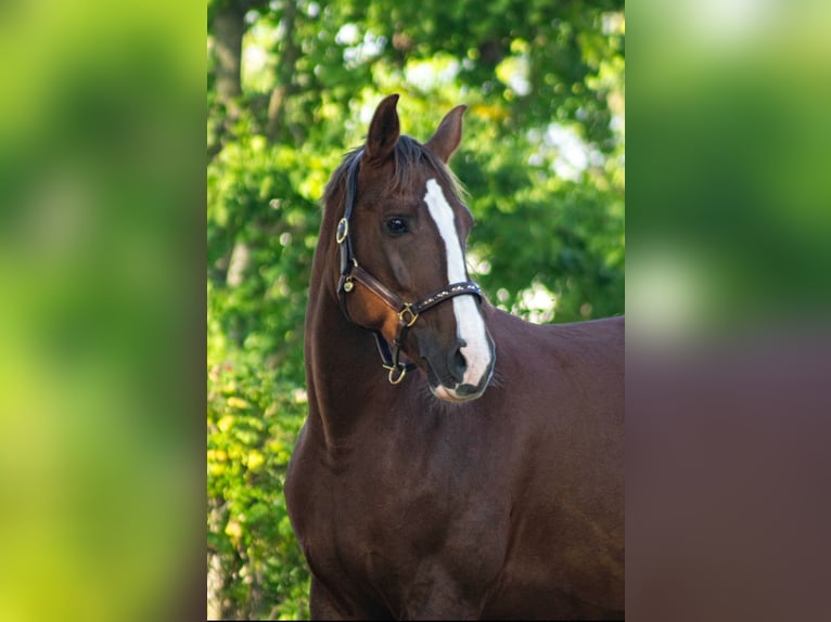 Polish Halfbred Mare 10 years 16.2 hh  in Hannover