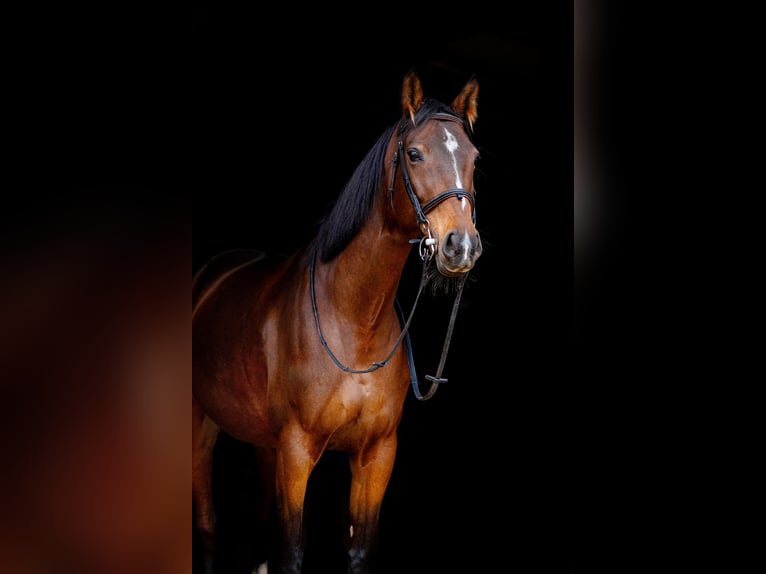 Polish Halfbred Mare 10 years 16 hh Bay-Dark in Zakrzów