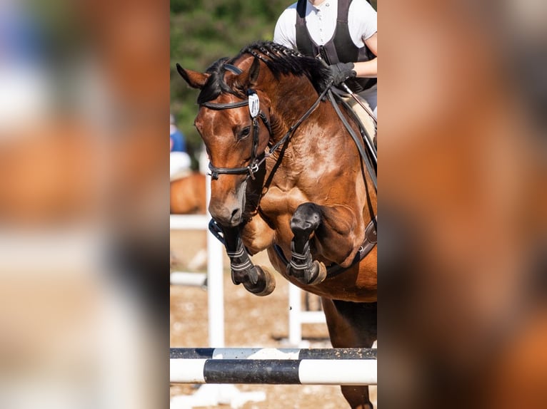 Polish Halfbred Mare 10 years 16 hh Bay in Poznań