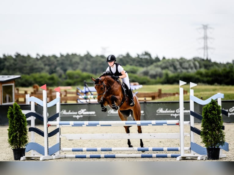 Polish Halfbred Mare 10 years 16 hh Bay in Poznań