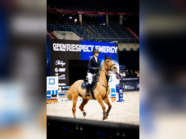 Polish Halfbred Mare 10 years 16 hh Chestnut-Red in Myślenice