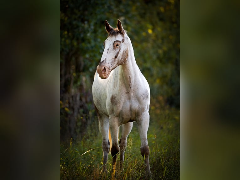 Polish Halfbred Mare 10 years 16 hh Grey in Vreden