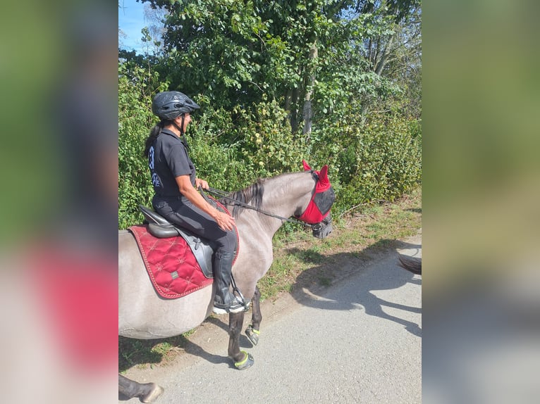 Polish Halfbred Mix Mare 10 years 16 hh Grullo in Illertissen