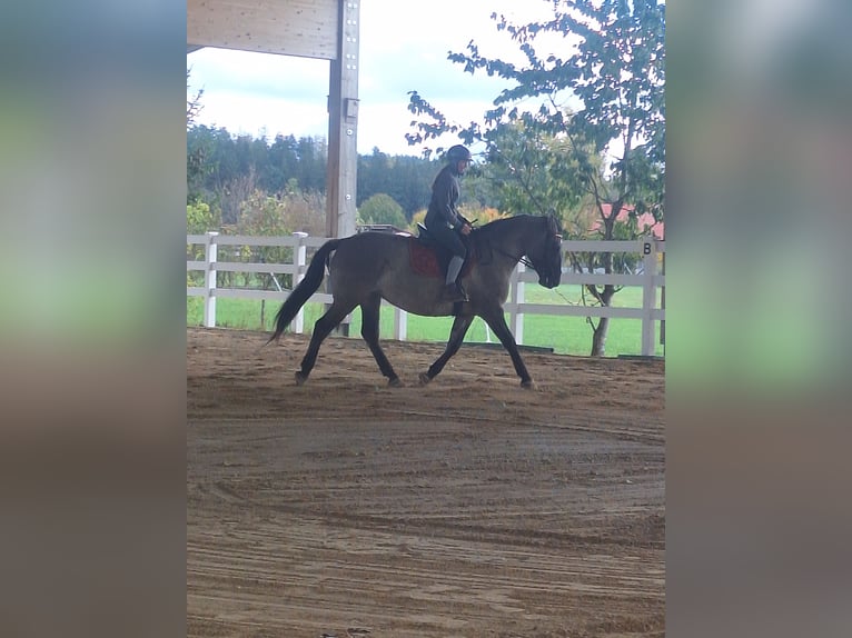 Polish Halfbred Mix Mare 10 years 16 hh Grullo in Illertissen