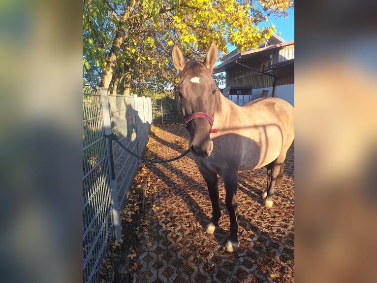 Polish Halfbred Mix Mare 10 years 16 hh Grullo in Illertissen