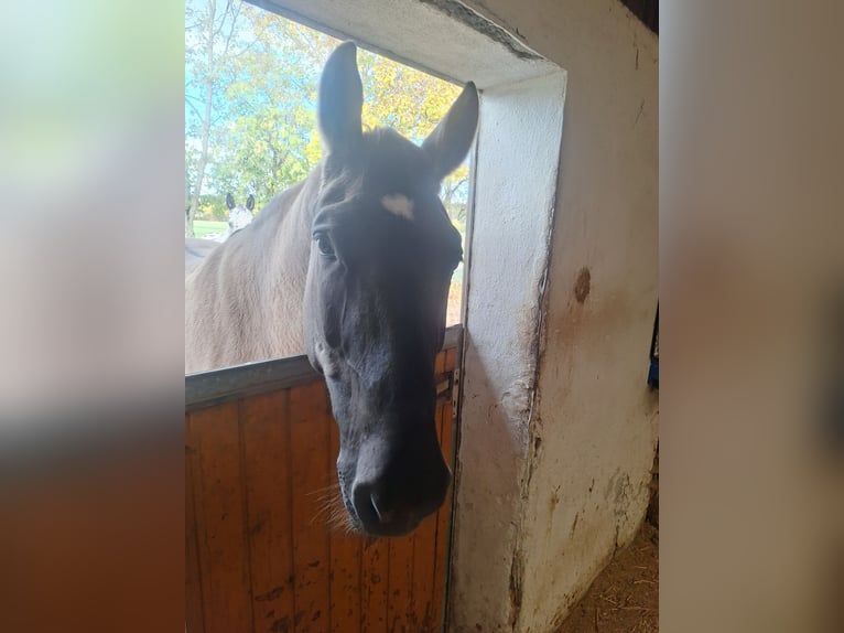 Polish Halfbred Mix Mare 10 years 16 hh Grullo in Illertissen