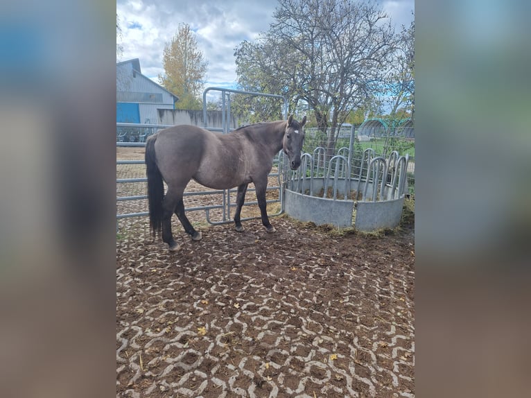 Polish Halfbred Mix Mare 10 years 16 hh Grullo in Illertissen