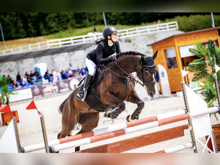 Polish Halfbred Mare 10 years 16 hh Smoky-Black in Ga&#x142;&#xF3;w