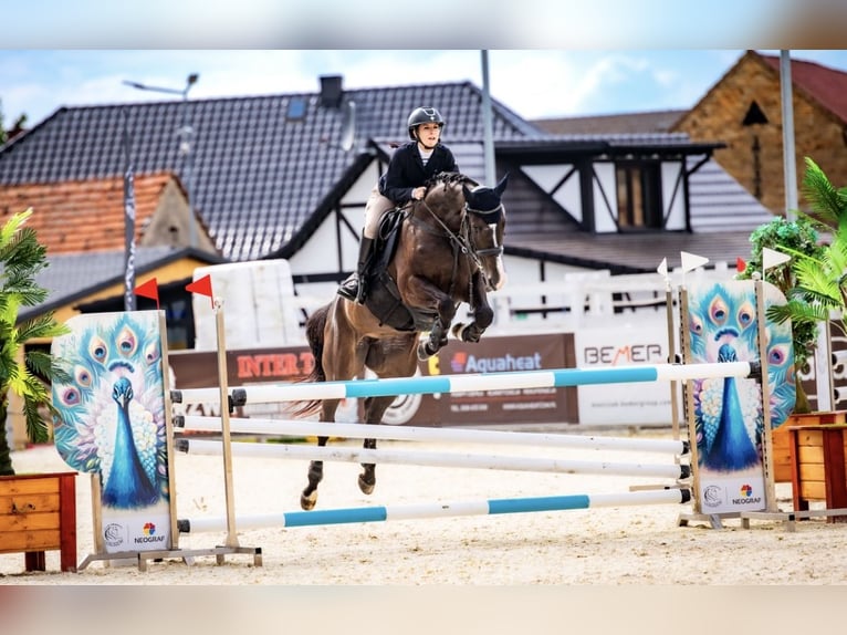 Polish Halfbred Mare 10 years 16 hh Smoky-Black in Ga&#x142;&#xF3;w