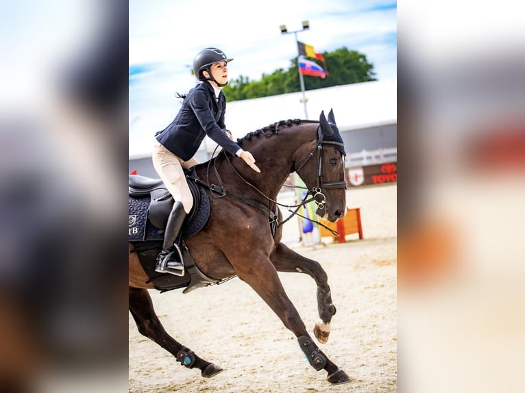 Polish Halfbred Mare 10 years 16 hh Smoky-Black in Ga&#x142;&#xF3;w