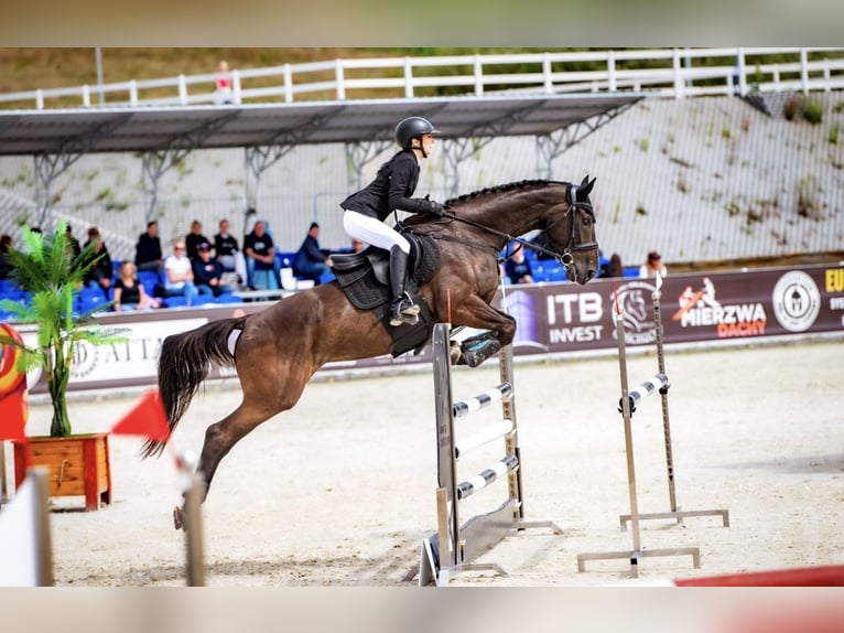 Polish Halfbred Mare 10 years 16 hh Smoky-Black in Ga&#x142;&#xF3;w