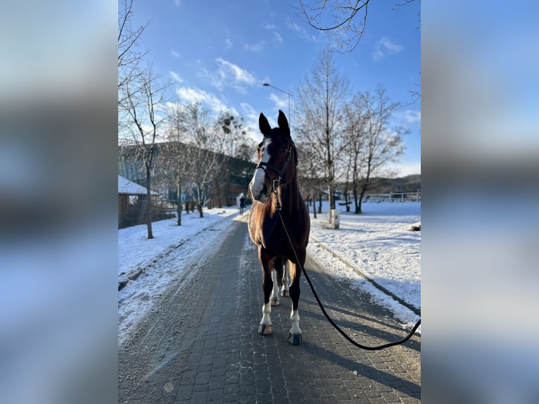 Polish Halfbred Mare 10 years 17 hh Brown in Sopot
