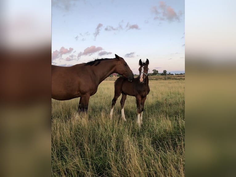 Polish Halfbred Mare 10 years 17 hh Brown in Sopot