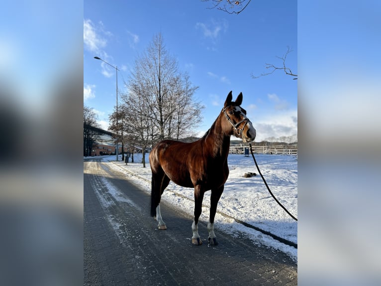 Polish Halfbred Mare 10 years 17 hh Brown in Sopot