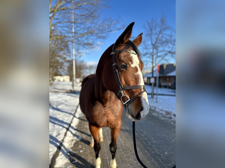 Polish Halfbred Mare 10 years 17 hh Brown in Sopot