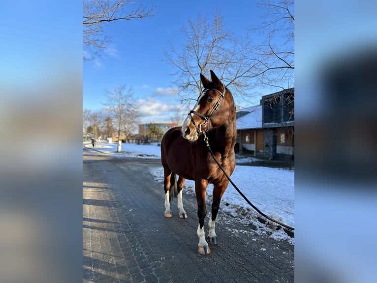 Polish Halfbred Mare 10 years 17 hh Brown in Sopot