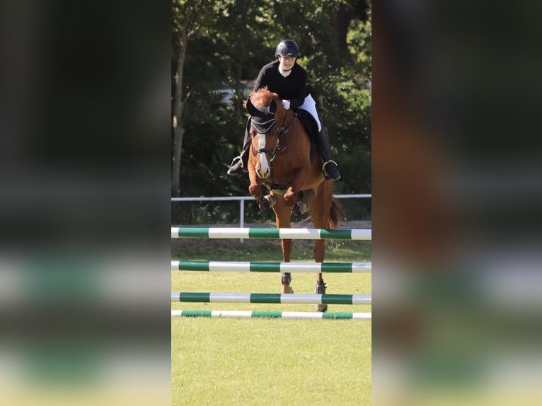 Polish Halfbred Mare 10 years 17 hh Chestnut-Red in Wien, Leopoldstadt