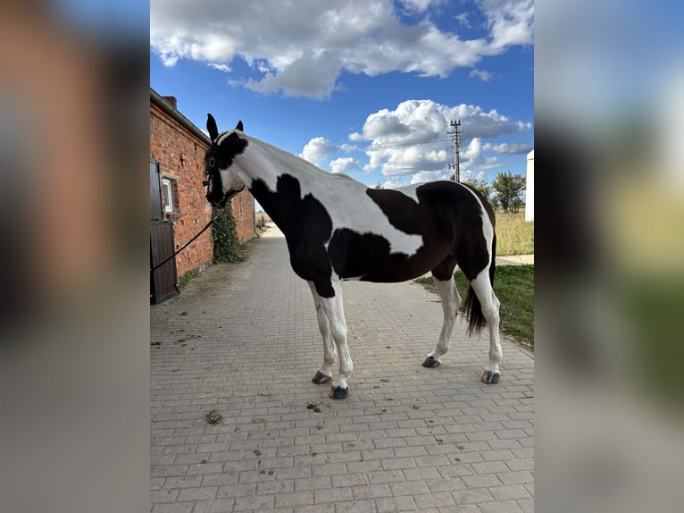 Polish Halfbred Mare 10 years 17,1 hh Pinto in Trzecian&#xF3;w-Osiedle