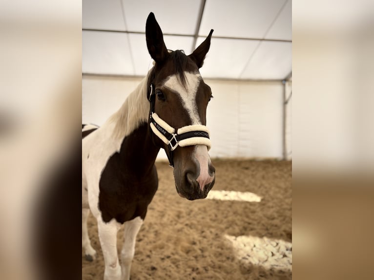 Polish Halfbred Mare 10 years 17,1 hh Pinto in Trzecian&#xF3;w-Osiedle