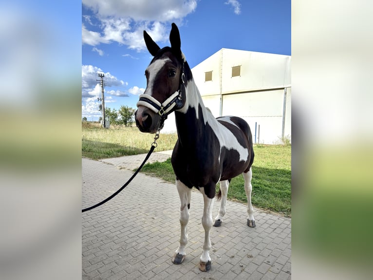 Polish Halfbred Mare 10 years 17,1 hh Pinto in Trzecian&#xF3;w-Osiedle