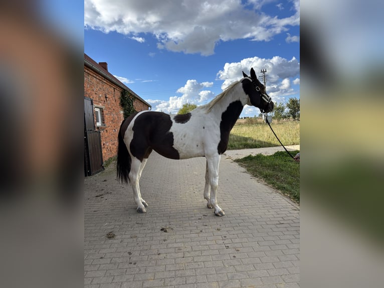 Polish Halfbred Mare 10 years 17,1 hh Pinto in Trzecian&#xF3;w-Osiedle