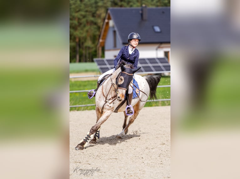 Polish Halfbred Mare 11 years 15,2 hh Leopard-Piebald in Konin